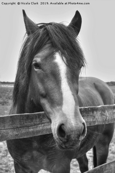 Beautiful horse looking over a fence Picture Board by Nicola Clark