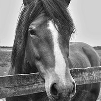 Buy canvas prints of Beautiful horse looking over a fence by Nicola Clark