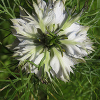 Buy canvas prints of Love In A Mist by Nicola Clark