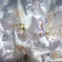 Buy canvas prints of Rhododendron by Nicola Clark