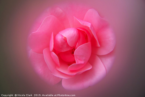 Pink Rose Picture Board by Nicola Clark
