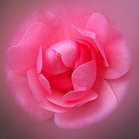 Buy canvas prints of Pink Rose by Nicola Clark