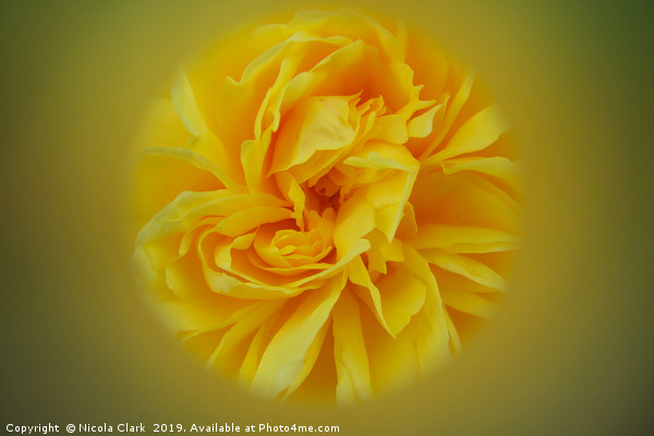 Yellow Rose Picture Board by Nicola Clark
