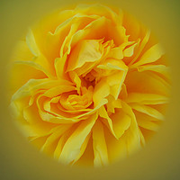 Buy canvas prints of Yellow Rose by Nicola Clark