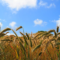 Buy canvas prints of Wheat In The Sun by Nicola Clark