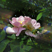 Buy canvas prints of Dog Roses by Nicola Clark