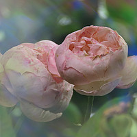 Buy canvas prints of Soft Pink Roses by Nicola Clark