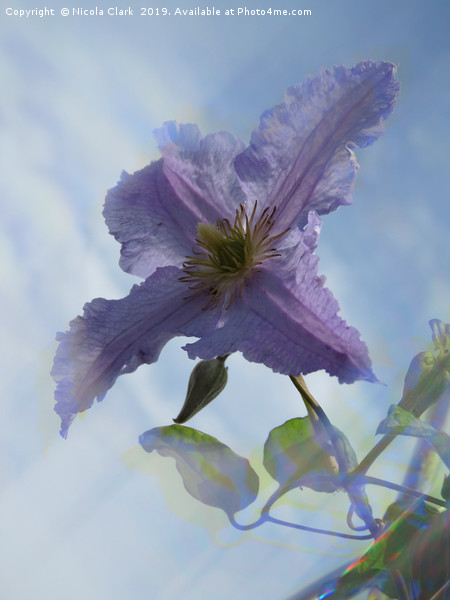 Clematis Picture Board by Nicola Clark