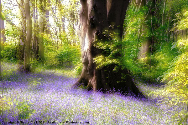 Enchanted Bluebell Woods Picture Board by Nicola Clark