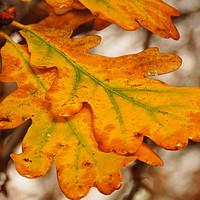 Buy canvas prints of Oak Leaves In Autumn by Nicola Clark