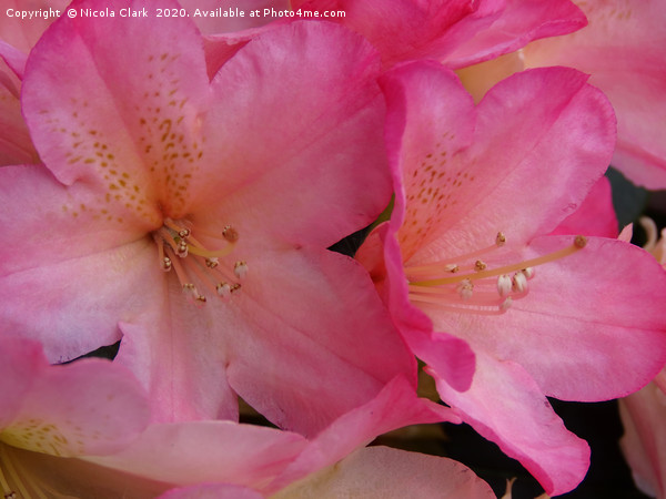 Pink Rhododendron Picture Board by Nicola Clark
