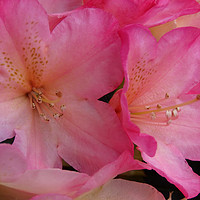 Buy canvas prints of Pink Rhododendron by Nicola Clark