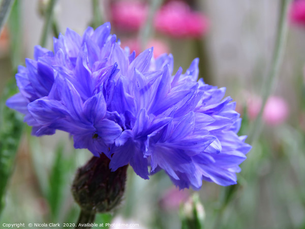 Blue Cornflower Picture Board by Nicola Clark