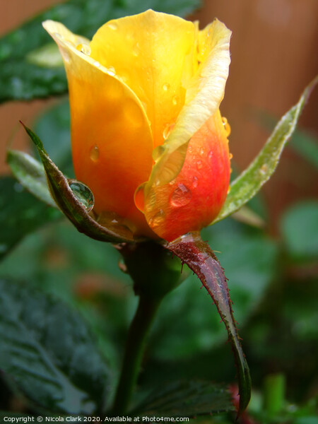 Raindrops on a Rose Picture Board by Nicola Clark