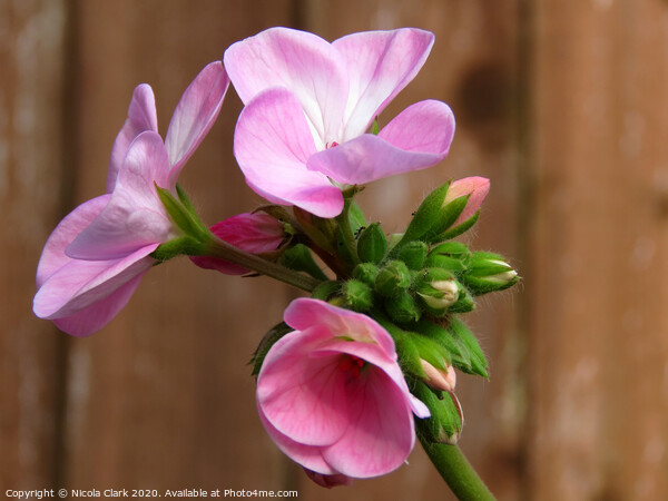 Pink Pelargonium Picture Board by Nicola Clark