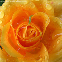 Buy canvas prints of Apricot Rose by Nicola Clark