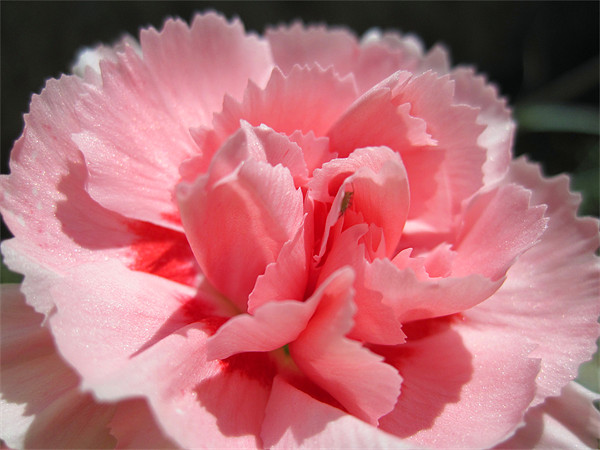 Pink Carnation Picture Board by Nicola Clark