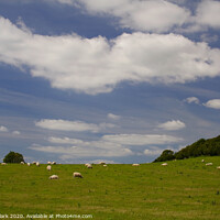 Buy canvas prints of Grazing Sheep by Nicola Clark