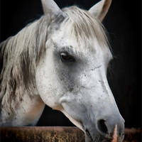 Buy canvas prints of White Horse by Nicola Clark