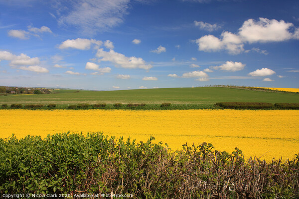 April In Dorset Picture Board by Nicola Clark