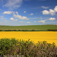 Buy canvas prints of April In Dorset by Nicola Clark