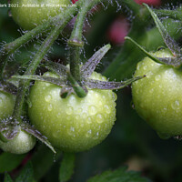 Buy canvas prints of Green Tomatoes by Nicola Clark