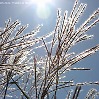 Buy canvas prints of Backlit Grass  by Nicola Clark