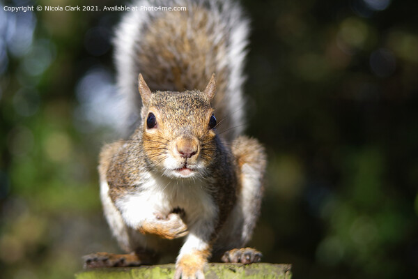 Majestic Grey Squirrel Picture Board by Nicola Clark