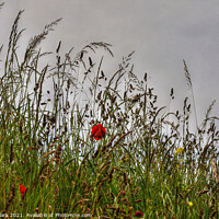 Buy canvas prints of Majestic Poppies in the Wild by Nicola Clark