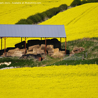 Buy canvas prints of Barn In The Yellow Fields by Nicola Clark