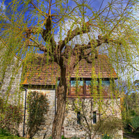 Buy canvas prints of Majestic Weeping Willow by Nicola Clark