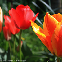 Buy canvas prints of Springs Vibrant Tulip Symphony by Nicola Clark