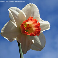 Buy canvas prints of Dancing Daffodil by Nicola Clark