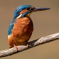 Buy canvas prints of Kingfisher by Allan Thornhill