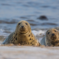 Buy canvas prints of Grey Seal by Allan Thornhill
