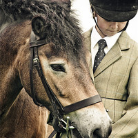 Buy canvas prints of Exmoor Pony by tony golding