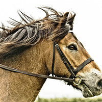 Buy canvas prints of Exmoor Pony 2 by tony golding