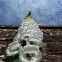 Buy canvas prints of Foxglove Heading for the Sky by William Coulthard