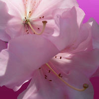 Buy canvas prints of Pink Rhododendron by Nicola Hawkes