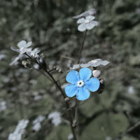 Buy canvas prints of Delicate Blue Flower by Nicola Hawkes