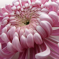Buy canvas prints of  Pink Chrysanthemum  by Nicola Hawkes