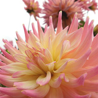 Buy canvas prints of Pink and Yellow Dahlia by Nicola Hawkes