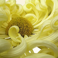 Buy canvas prints of Yellow Chrysanthemum by Nicola Hawkes