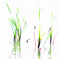 Buy canvas prints of Water Reeds by Ian Coyle