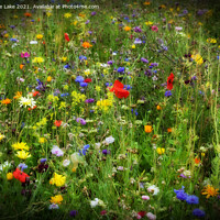 Buy canvas prints of Wildflower Garden by Christine Lake