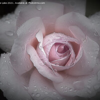 Buy canvas prints of Silk Rose by Christine Lake