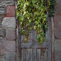 Buy canvas prints of Door With Ivy by Christine Lake