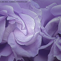 Buy canvas prints of Silk Petals by Christine Lake