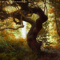 Buy canvas prints of The Woodland Path 2 by Christine Lake