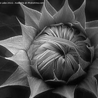 Buy canvas prints of Silver Sunflower by Christine Lake